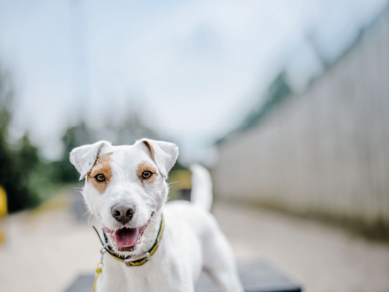 AGM 2023 Dogs Trust